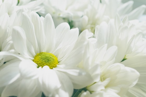 Close view of white flowers arranged in remembrance